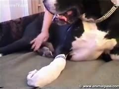 Pulling and blowing a huge dog to appease a hotwife